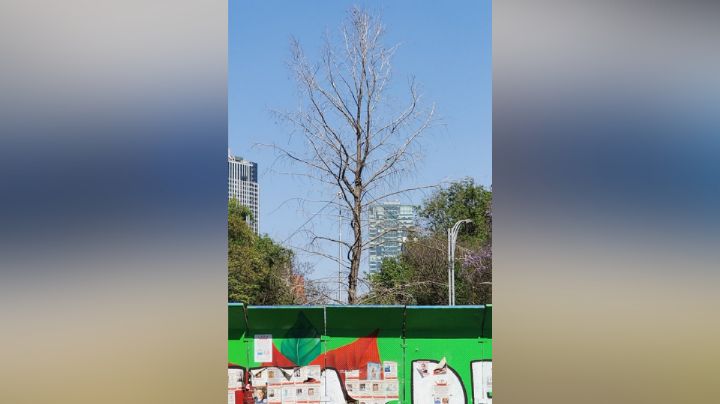 Retiran ahuehuete regio de Paseo de la Reforma en CDMX