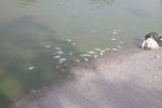 ¿Qué pasó en el Lago Solidaridad? Hallan peces muertos en Monterrey