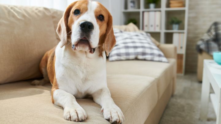 Aprueban acceso a mascotas a departamentos y condominios en Nuevo León