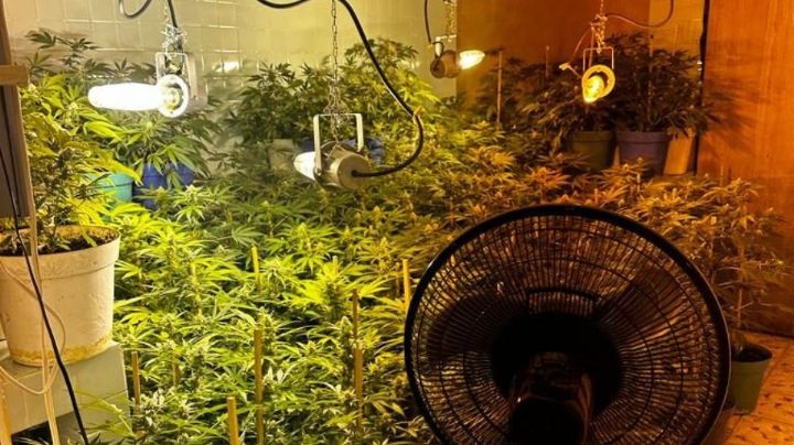 FGR decomisa invernadero de marihuana en Santiago, Nuevo León