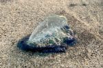 ¿Las has visto? Conoce la extraña especie que suele aparecer en playas mexicanas