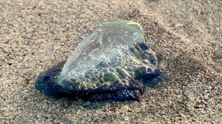 ¿Las has visto? Conoce la extraña especie que suele aparecer en playas mexicanas