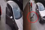Perro salva a una joven de ser secuestrada