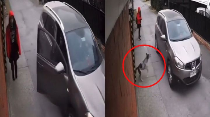 Perro salva a una joven de ser secuestrada