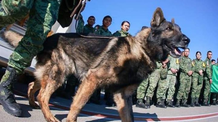 ¡El heredero de Proteo! Turquía dona perrito rescatista a México