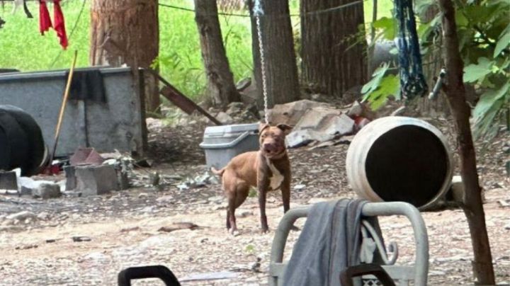 Rescatan a 65 pitbull de criadero clandestino en la Carretera Nacional