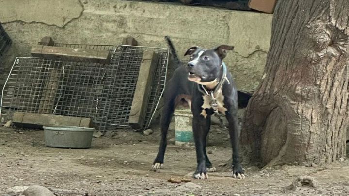 Buscan 30 hogares temporales para perritos rescatados de criadero en Monterrey