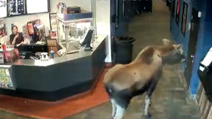 Video: Ingresa un alce al cine a comer palomitas