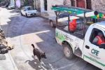 Empleados de CFE golpean con varilla a perrito; Salinas Pliego enfurece