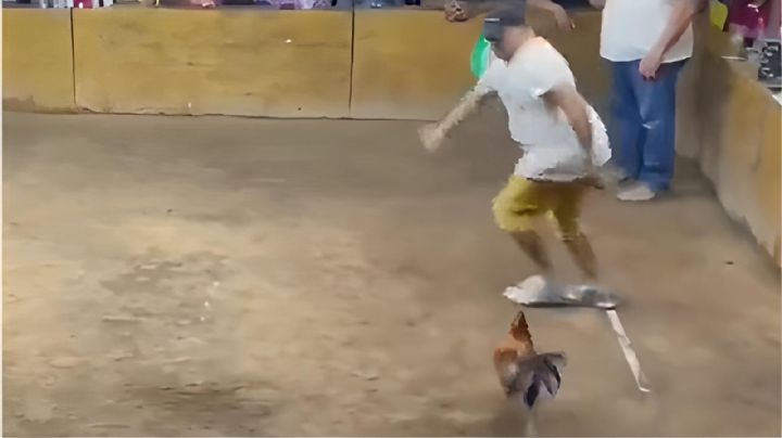 Gallo de pelea ataca a su entrenador en pleno palenque de Colima