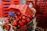 Crecen un 10.7% las exportaciones agropecuarias en México