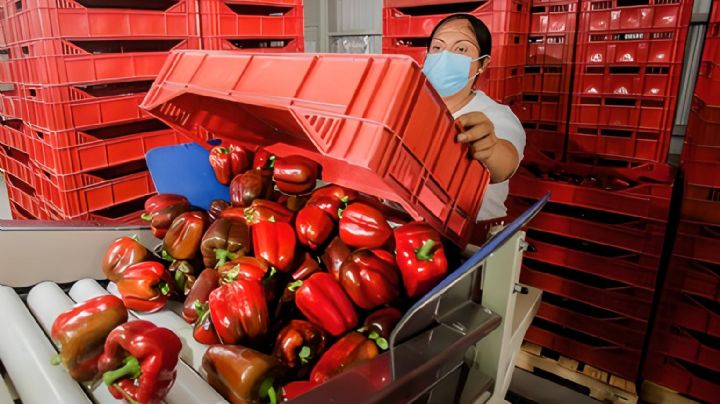 Crecen un 10.7% las exportaciones agropecuarias en México