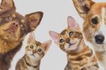 Desde hoy, se prohíbe vender perros y gatos en Nuevo León
