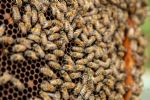 Camión cae sobre colmena de abejas; mueren 4, entre ellos una niña