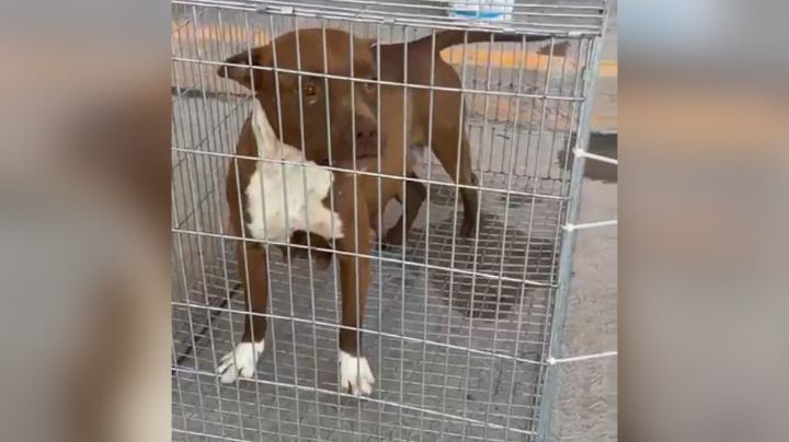 Muerte de niña atacada por perro será investigada por la fiscalía de feminicidios