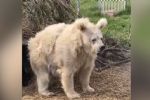 Viral: El origen del video del oso 'despeinado' después de su hibernación