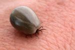 ¿Garrapatas en tu casa? Existe una segunda enfermedad causada por su picadura