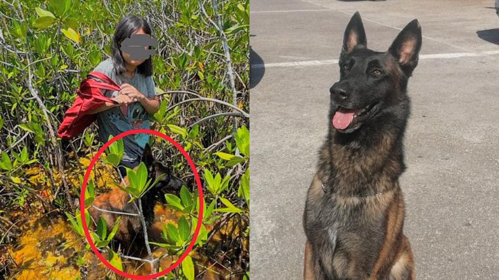 Menor sobrevive una semana en selva de Quintana Roo; perro rescatista la halló