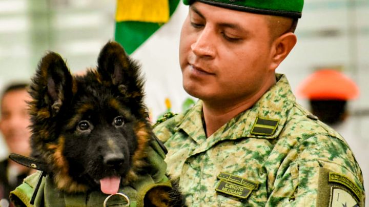 Así fue recibido el perrito turco que honrará el legado de Proteo