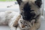 Recomendaciones para cuidar a tu perro y gato de las cenizas del Popocatépetl