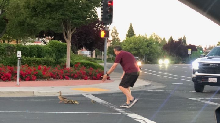 Muere hombre atropellado tras ayudar a familia de patos a cruzar la calle