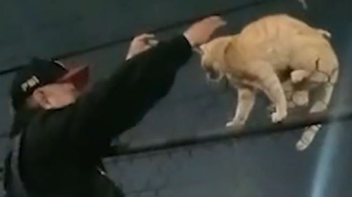 Perros persiguen a gato, termina atrapado en alambre de púas