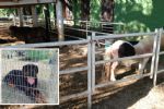 Mueren 5 ponys tras ser atacados por 3 perros en una quinta en Monterrey
