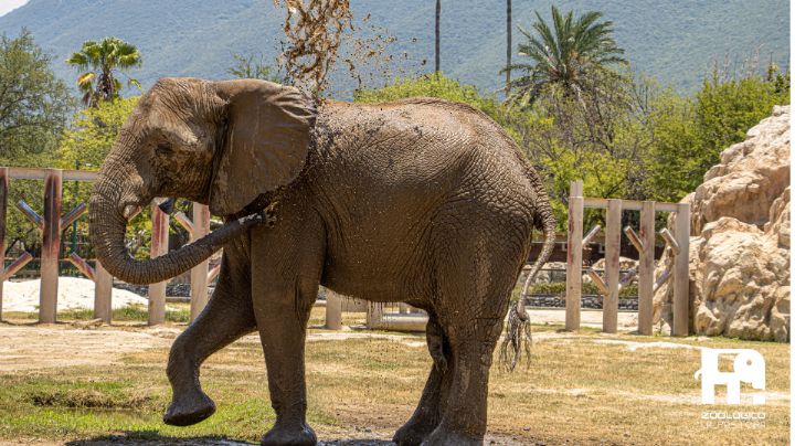 Monty, el primer elefante africano nacido en Monterrey celebrará sus 17 años