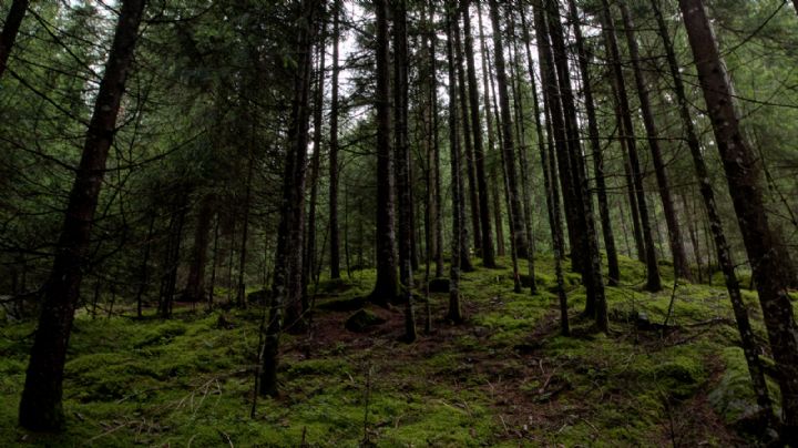 Hallan viva a niña después de 4 días desaparecida en bosque