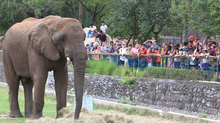 Celebran aniversario de 'Monty' en el zoológico La Pastora