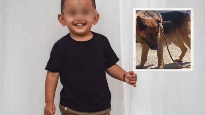 Muere bebé de 2 años tras ser atacado por un pastor alemán