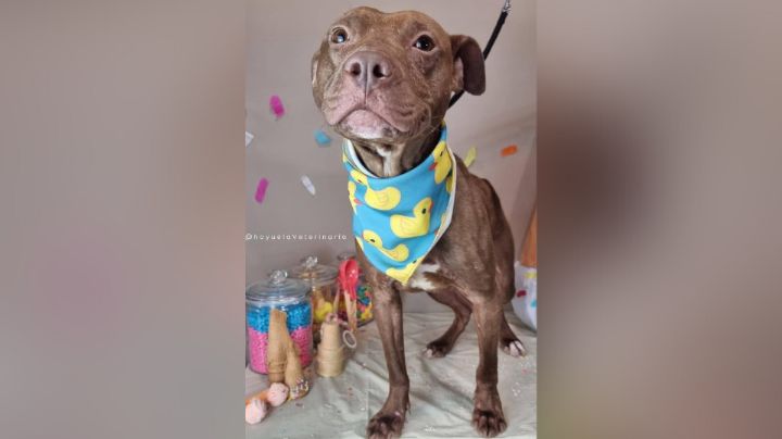 Canelo, perrito rescatado de criadero clandestino tiene un nuevo hogar y así lo recibieron