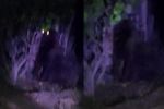 ¡Gorila suelto! Buscan a primate extraviado en Hidalgo