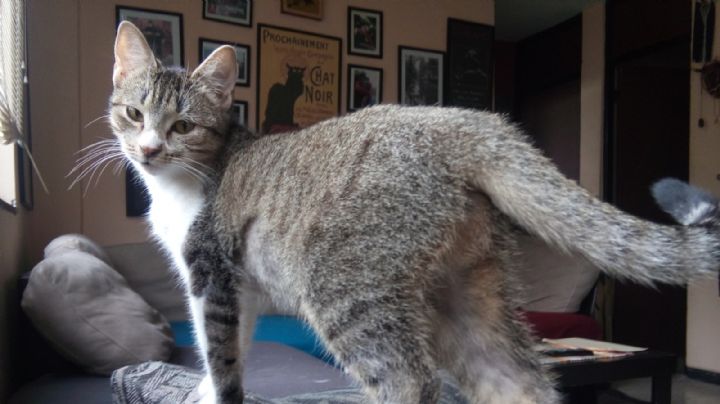 Departamentos pet friendly en Nuevo León: controversia por nueva ley