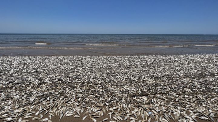 Aparecen miles de peces muertos en una playa de Texas