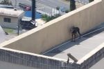 En medio de calor, dejan a perro en azotea de casa en Guadalupe