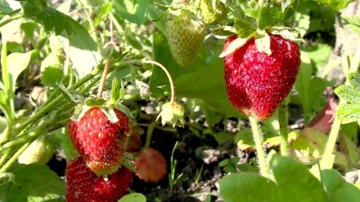 EU investiga posible contaminación de hepatitis 'A' en fresas mexicanas