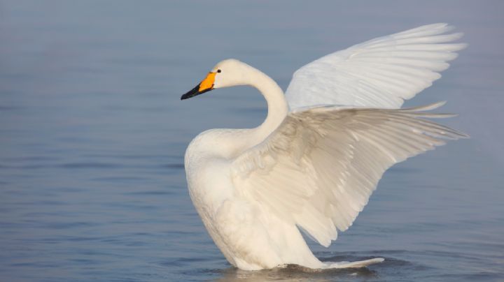 ¿Cisnes drogados? Esto sucedió en Eslovaquia