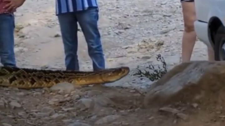 Bañistas captan enorme víbora de cascabel en el Río Ramos, NL
