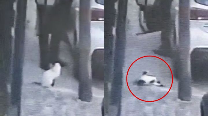 Hombre mata de un balazo a un gato en Edomex