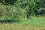 Avistan oso cerca de supermercado en Cadereyta Jiménez