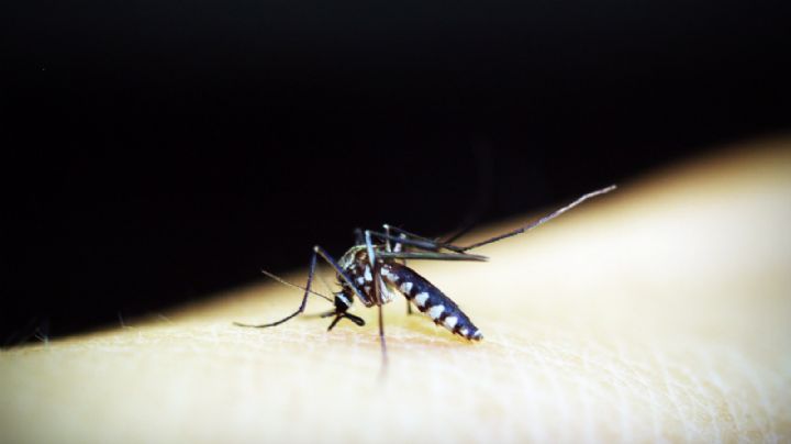 Emiten alerta por 5 casos de transmisión local de malaria en EU