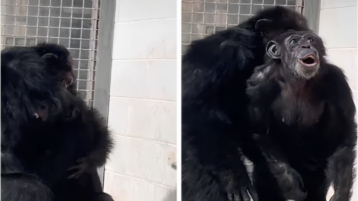 VIDEO: Chimpancé ve el cielo por primera vez y su reacción enternece en redes