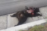 Muere oso atropellado en la carretera Saltillo- Zacatecas