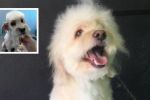 Cliente pide corte de Peso Pluma para su perrito en estética canina