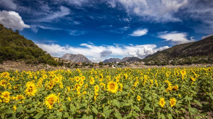 Este verano Laguna de Sánchez se pinta de amarillo con los sembradíos de girasoles