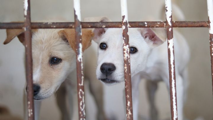 Estado prohíbe adopción y comercialización de animales de compañía menores de 4 meses