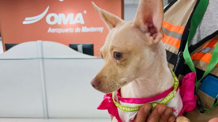 Localizan a dueño de perrito que fue abandonado en aeropuerto de Monterrey