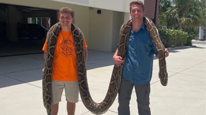 Capturan en Florida a pitón birmana de casi seis metros de largo