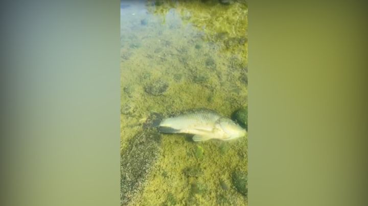 'Peces muertos entre aguas casi negras': alcalde denuncia contaminación en río Pesquería